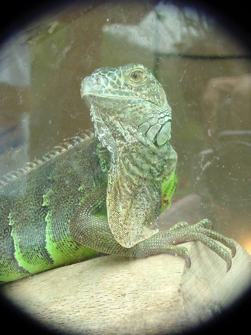 Green Iguana (Daejeon Zooland); DISPLAY FULL IMAGE.
