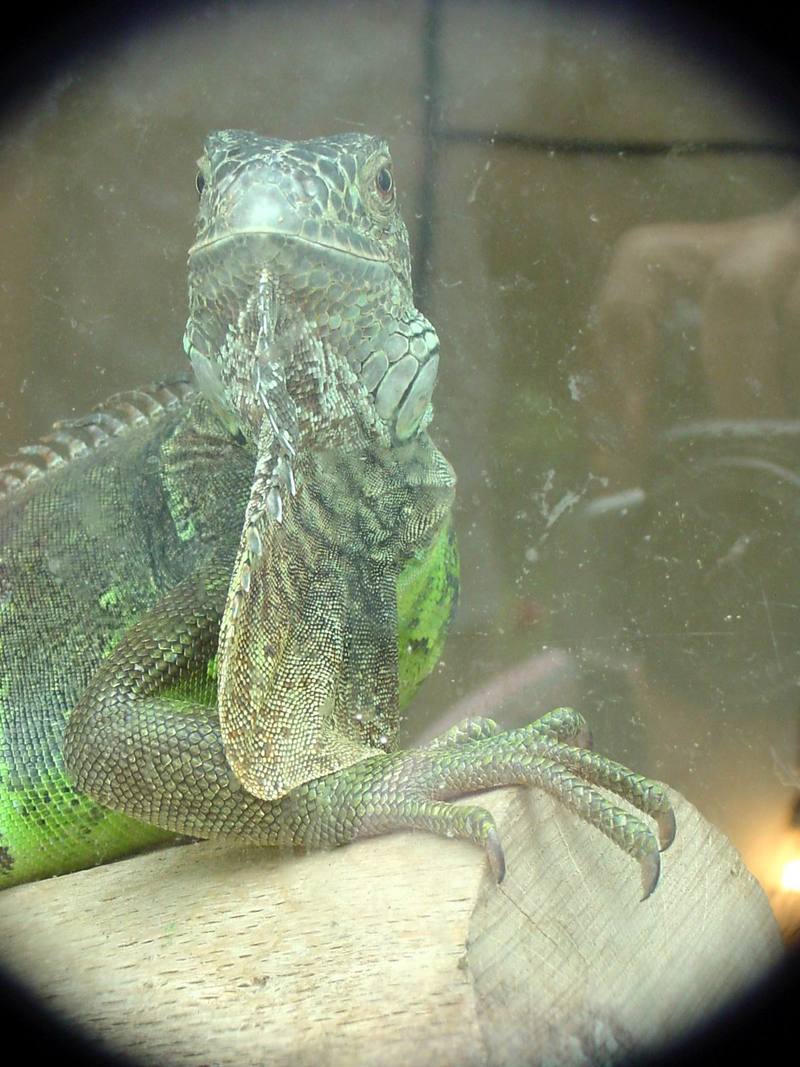Green Iguana (Daejeon Zooland); DISPLAY FULL IMAGE.