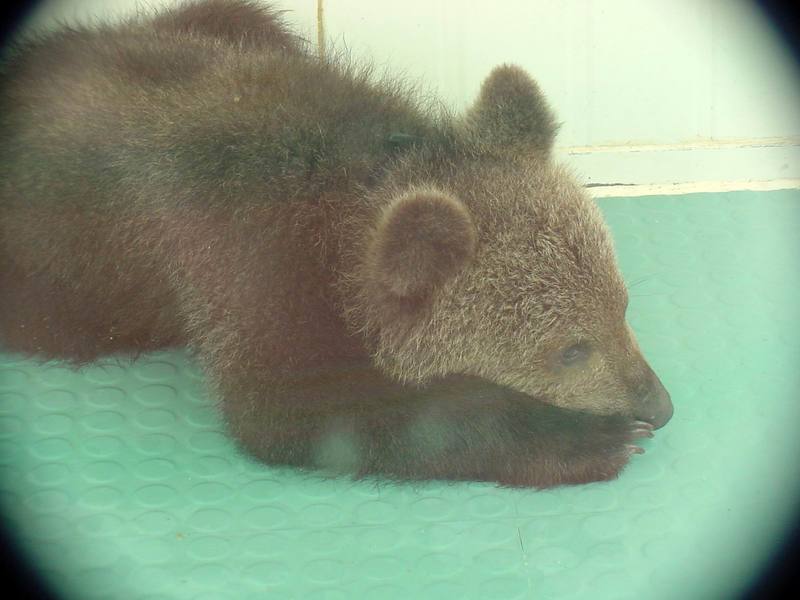European Brown Bear - cub; DISPLAY FULL IMAGE.