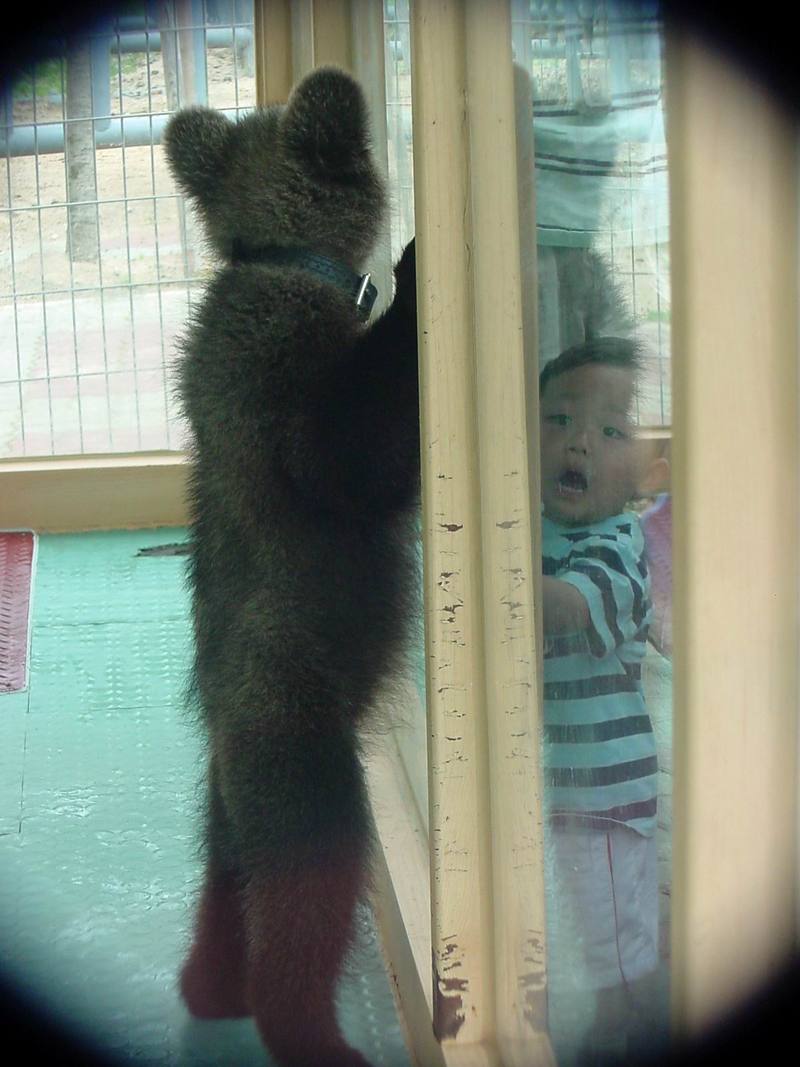 European Brown Bear - cub standing; DISPLAY FULL IMAGE.