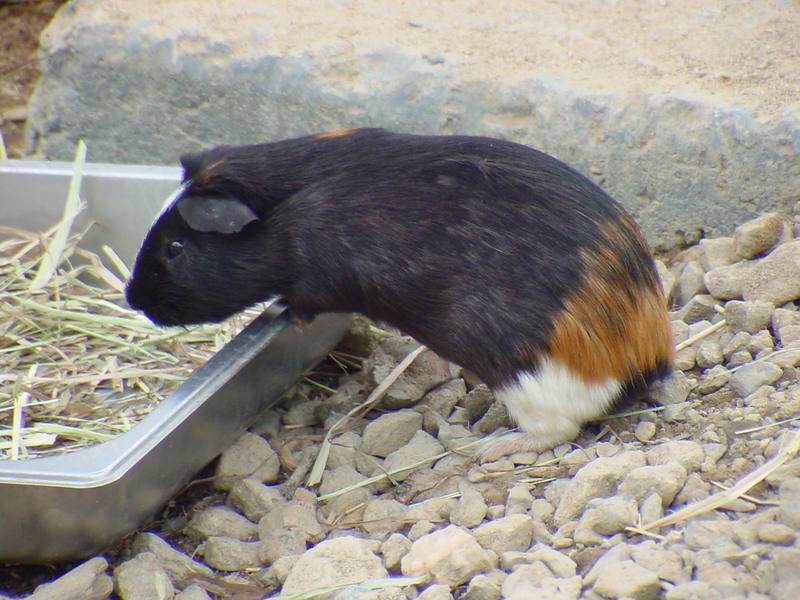 Guinea Pig (Daejeon Zooland); DISPLAY FULL IMAGE.