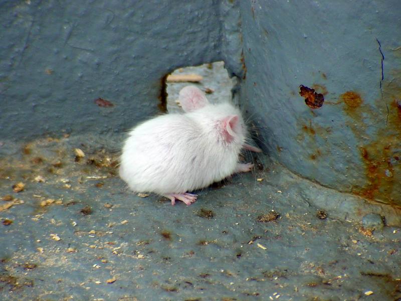 White Mouse (Daejeon Zooland); DISPLAY FULL IMAGE.