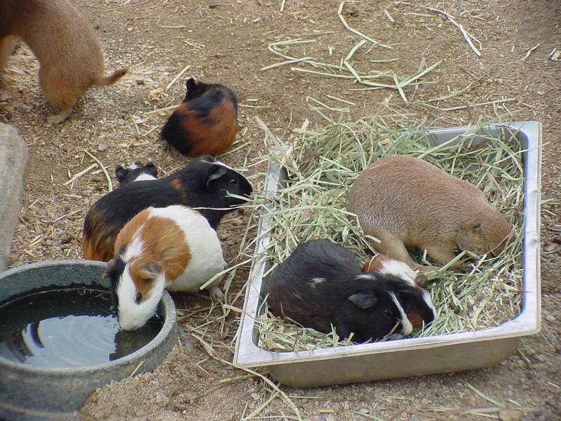 Guinea Pigs (Daejeon Zooland); DISPLAY FULL IMAGE.