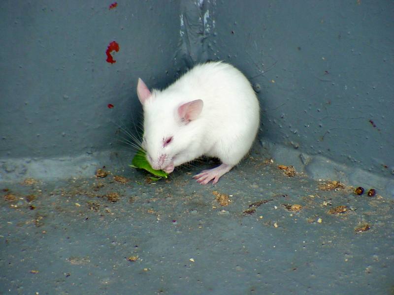 small White Mouse (Daejeon Zooland); DISPLAY FULL IMAGE.