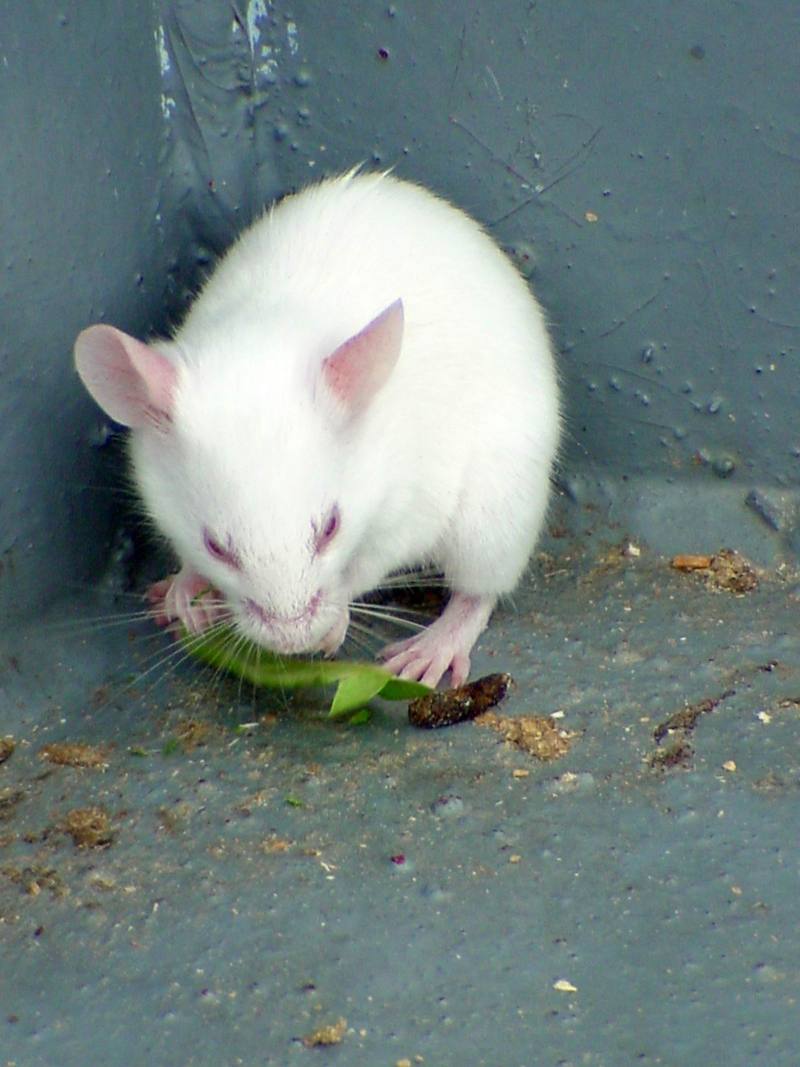 small White Mouse (Daejeon Zooland); DISPLAY FULL IMAGE.