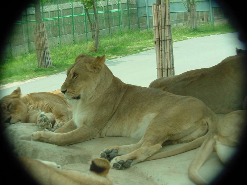African Lions (Daejeon Zooland); DISPLAY FULL IMAGE.