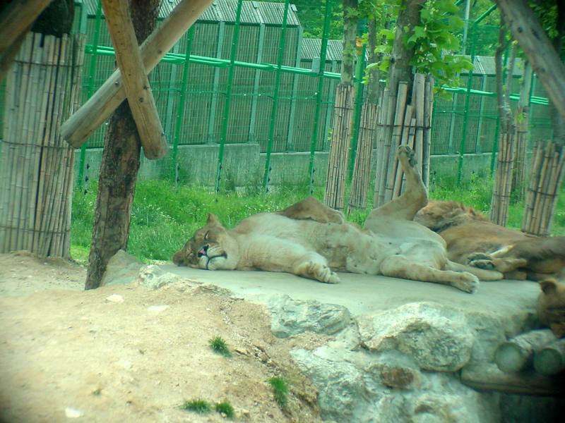 African Lions (Daejeon Zooland); DISPLAY FULL IMAGE.