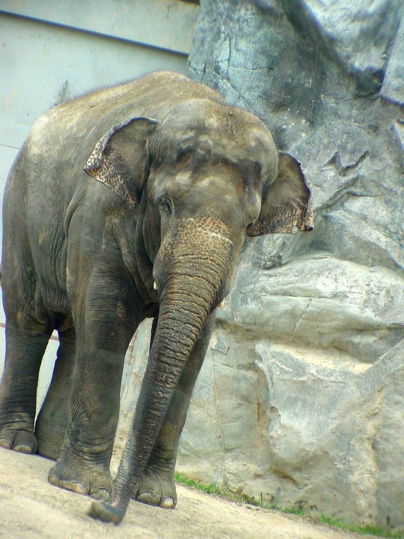 Asian Elephant (Daejeon Zooland); DISPLAY FULL IMAGE.