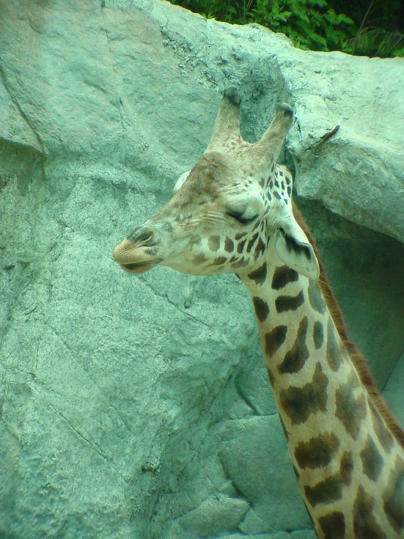 Giraffe (Daejeon Zooland); DISPLAY FULL IMAGE.