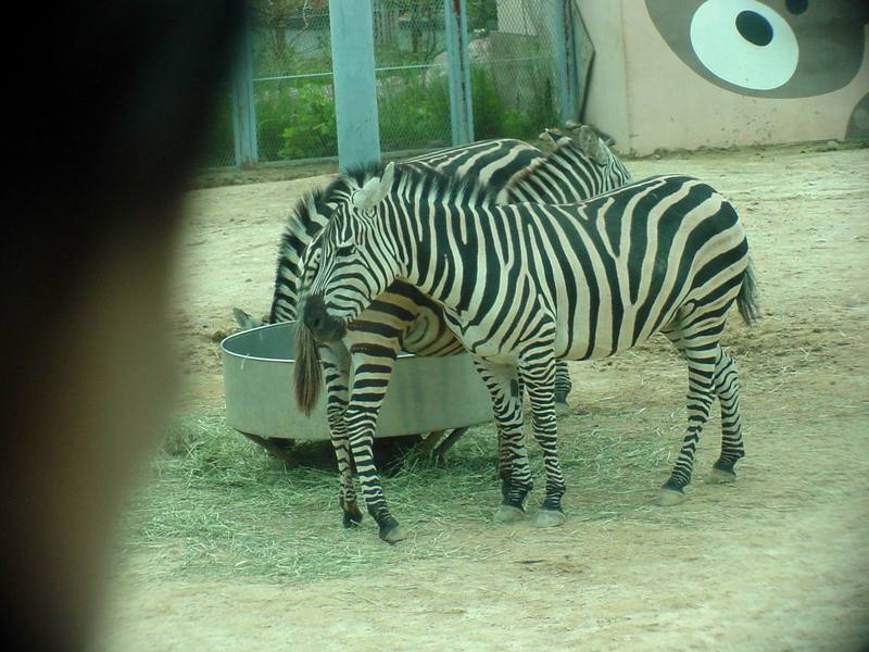 Grant's zebras (Daejeon Zooland); DISPLAY FULL IMAGE.