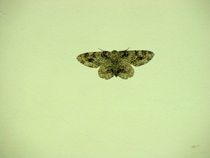 Moth; DISPLAY FULL IMAGE.