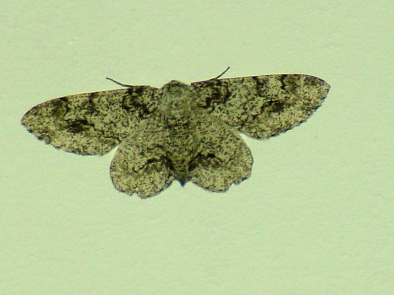 Moth; DISPLAY FULL IMAGE.