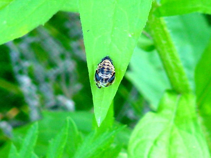 Ladybug pupae; DISPLAY FULL IMAGE.