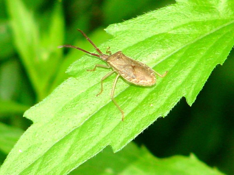 Shieldbug; DISPLAY FULL IMAGE.