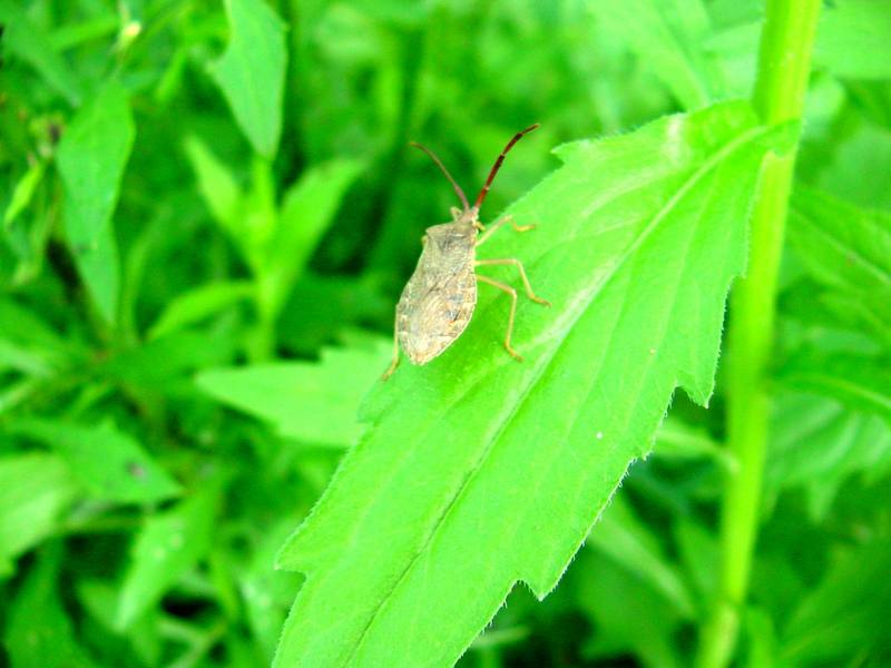 Shieldbug; DISPLAY FULL IMAGE.