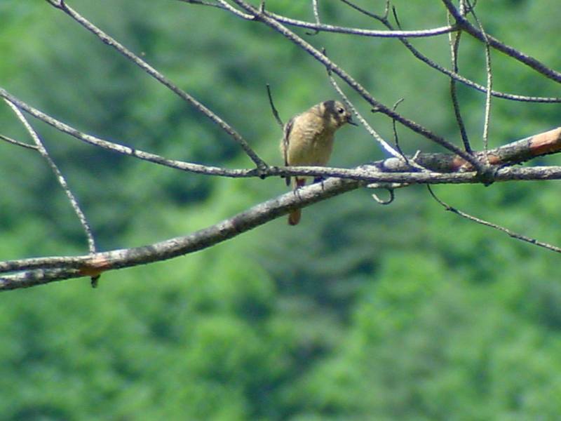 Daurian Redstart (female); DISPLAY FULL IMAGE.