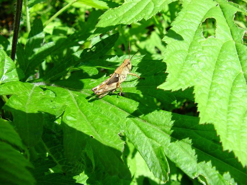 Grasshopper; DISPLAY FULL IMAGE.