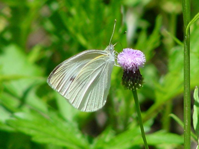 Common Cabbage White Butterfly {!--배추흰나비-->; DISPLAY FULL IMAGE.