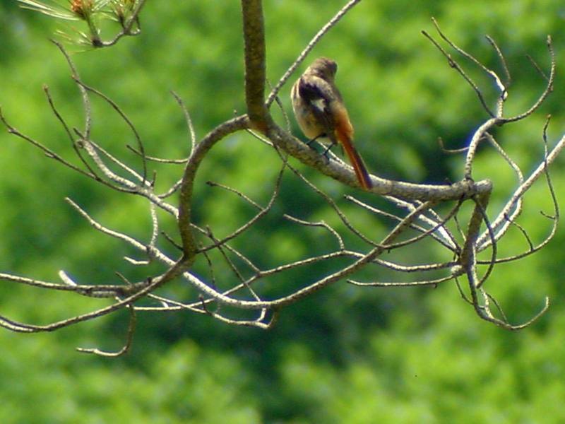 Daurian Redstart {!--딱새 암컷-->; DISPLAY FULL IMAGE.