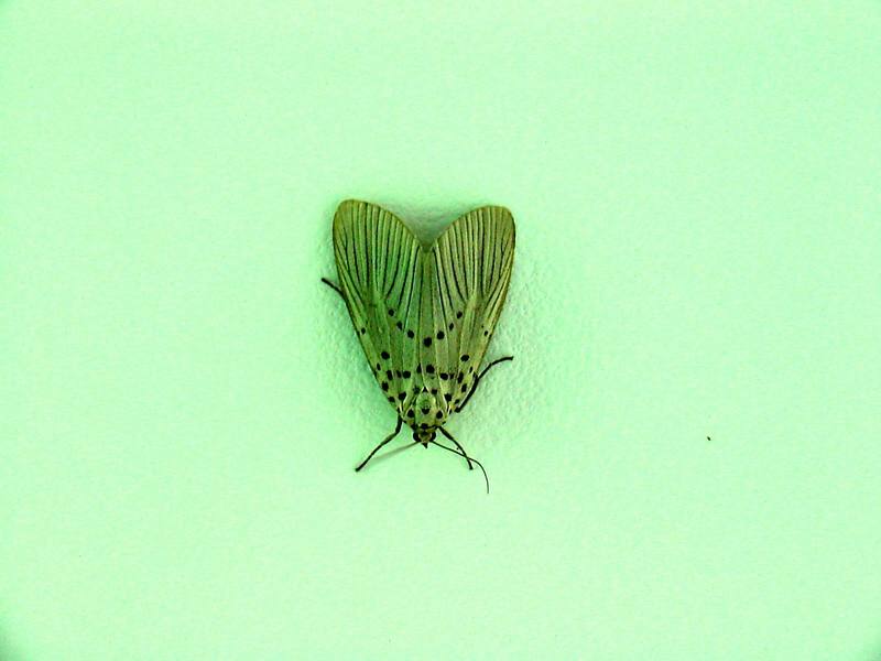 Agrisius fuliginosus (Moth) {!--나방(점박이불나방)-->; DISPLAY FULL IMAGE.
