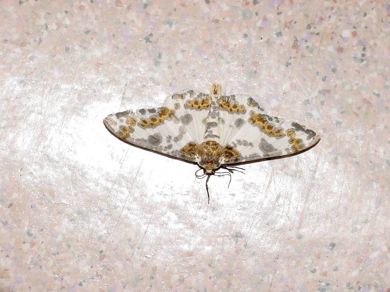 Abraxas  niphonibia (Moth) {!--나방(각시얼룩가지나방)-->; DISPLAY FULL IMAGE.