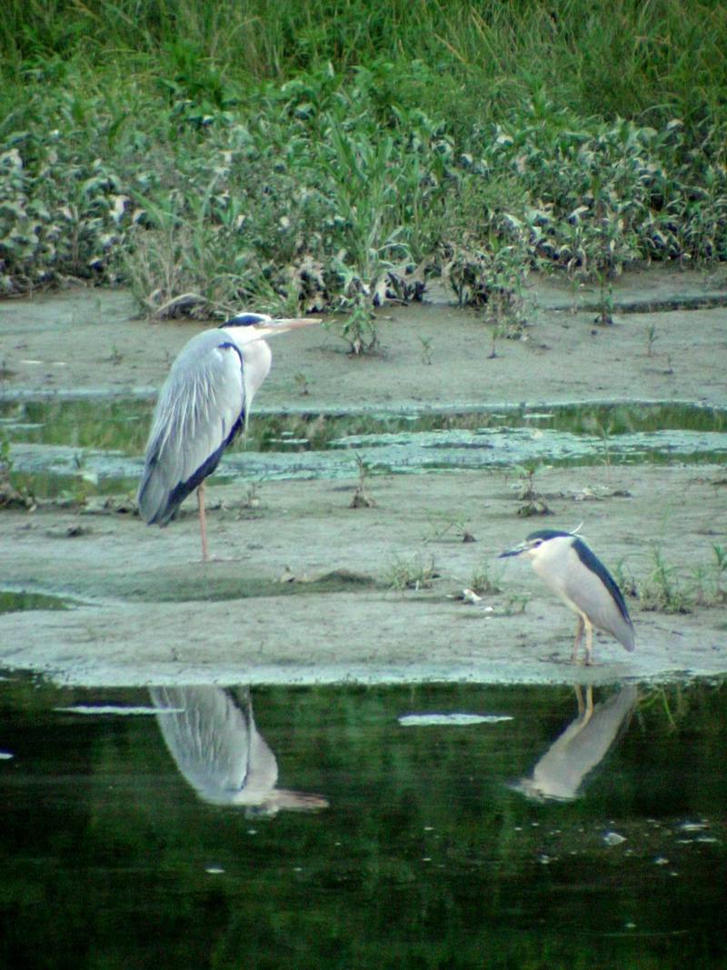Grey Heron and Black-crowned Night Heron {!--왜가리/해오라기-->; DISPLAY FULL IMAGE.