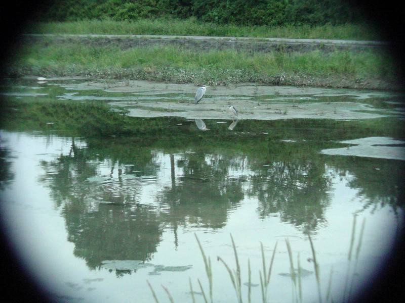 Grey Heron and Black-crowned Night Heron {!--왜가리/해오라기--> -Zoom test :); DISPLAY FULL IMAGE.