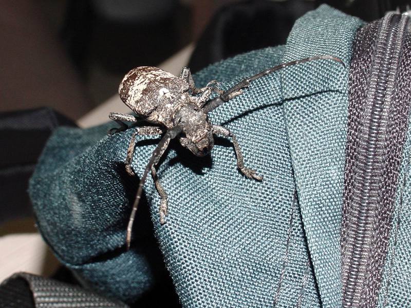 Gottsche's Long-horned Beetle {!-- 우리목하늘소/하늘소과 -->(Lamiomimus gottschei); DISPLAY FULL IMAGE.