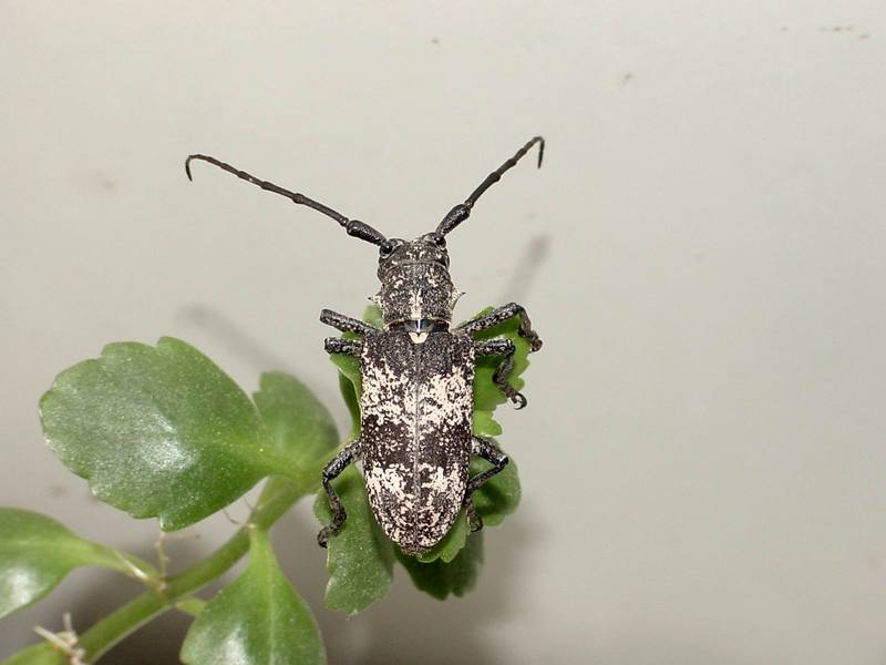 Gottsche's Long-horned Beetle {!-- 우리목하늘소/하늘소과 -->(Lamiomimus gottschei); DISPLAY FULL IMAGE.