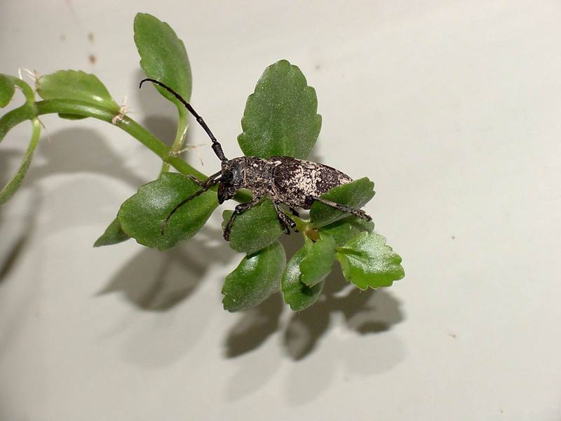 Gottsche's Long-horned Beetle {!-- 우리목하늘소/하늘소과 -->(Cerambycidae); DISPLAY FULL IMAGE.