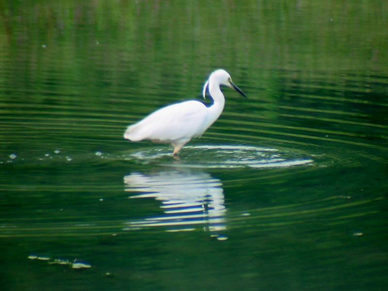 Little Egret {!--쇠백로-->; DISPLAY FULL IMAGE.