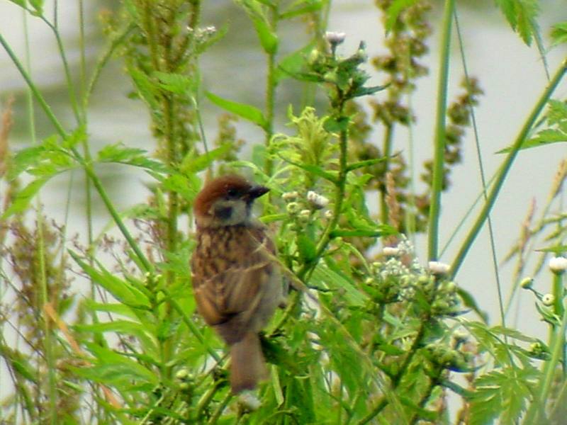 Tree Sparrow {!--참새-->; DISPLAY FULL IMAGE.