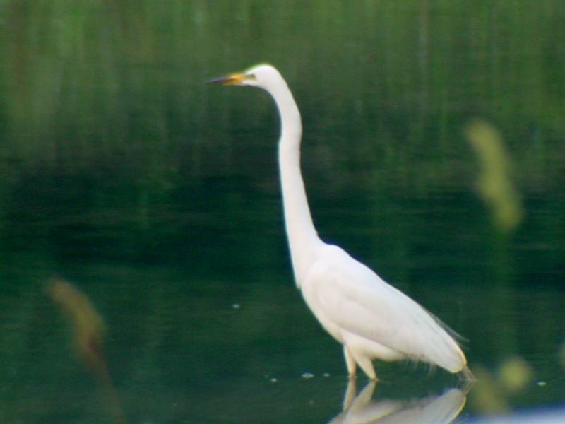 Great Egret {!--중대백로-->; DISPLAY FULL IMAGE.