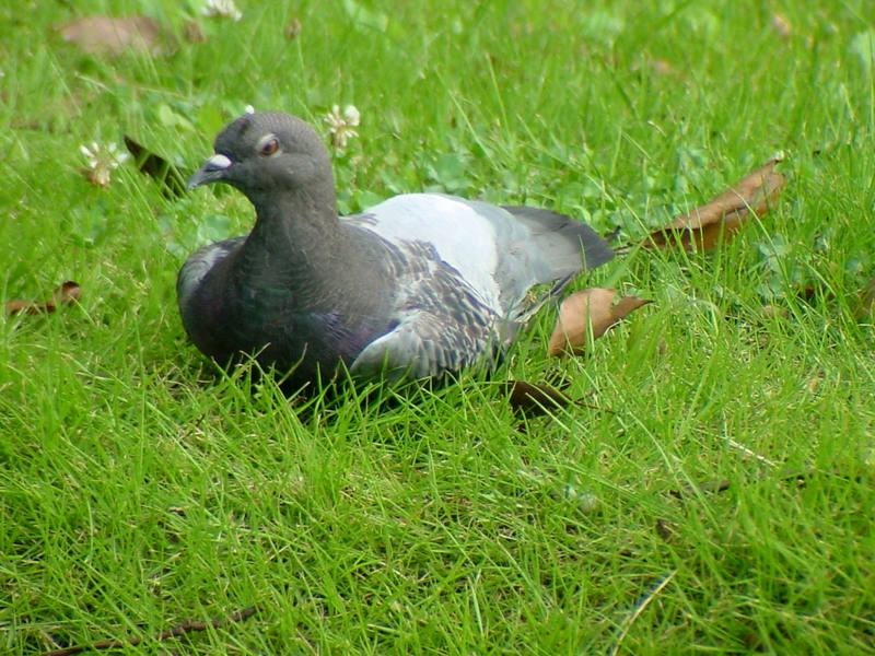 [Birds of Tokyo] Feral Pigeons {!--비둘기-->; DISPLAY FULL IMAGE.