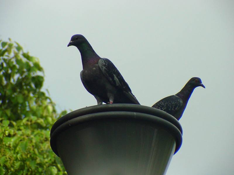 [Birds of Tokyo] Feral Pigeons {!--비둘기-->; DISPLAY FULL IMAGE.