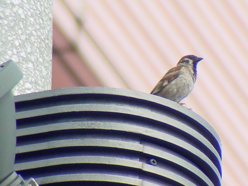 [Birds of Tokyo] Tree Sparrow {!--참새-->; DISPLAY FULL IMAGE.
