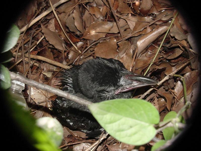 [Birds of Tokyo] baby Jungle Crow (Corvus macrorhynchos) {!--큰부리까마귀/일본-->; DISPLAY FULL IMAGE.