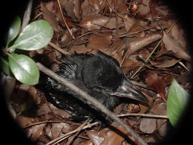 [Birds of Tokyo] baby Jungle Crow (Corvus macrorhynchos) {!--큰부리까마귀/일본-->; DISPLAY FULL IMAGE.