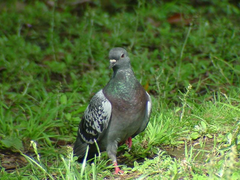 [Birds of Tokyo] Feral Pigeon {!--비둘기-->; DISPLAY FULL IMAGE.