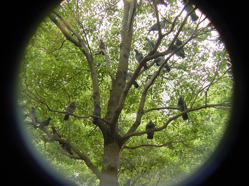 [Birds of Tokyo] Tree of Feral Pigeons {!--비둘기-->; DISPLAY FULL IMAGE.