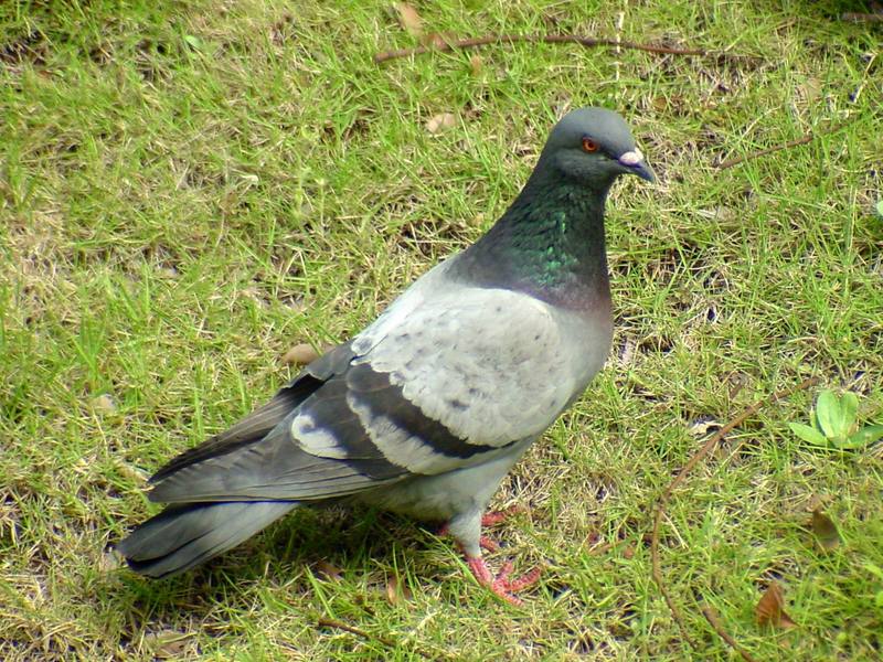 [Birds of Tokyo] Feral Pigeon {!--비둘기-->; DISPLAY FULL IMAGE.