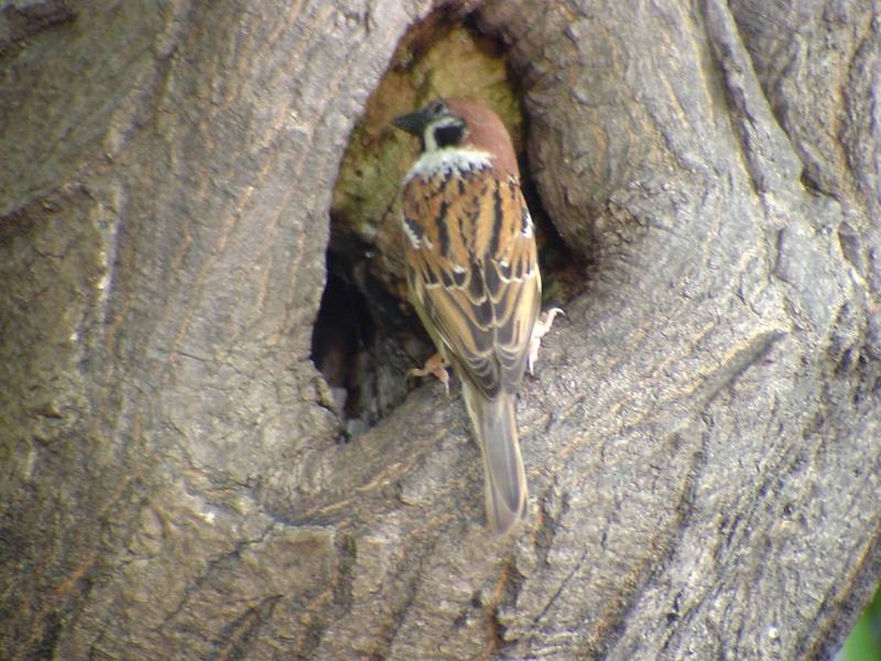 [Birds of Tokyo] Tree Sparrow {!--참새--> intruding great tit's nest; DISPLAY FULL IMAGE.