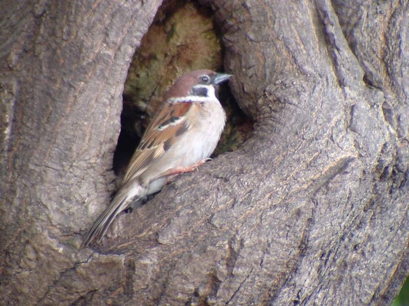 [Birds of Tokyo] Tree Sparrow {!--참새--> intruding great tit's nest; DISPLAY FULL IMAGE.