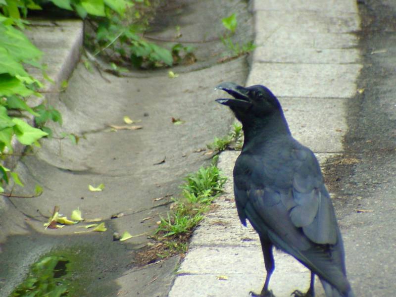 [Birds of Tokyo] Jungle Crow (Corvus macrorhynchos) {!--큰부리까마귀/일본-->; DISPLAY FULL IMAGE.