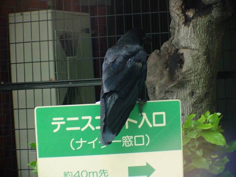 [Birds of Tokyo] Jungle Crow (Corvus macrorhynchos) {!--큰부리까마귀/일본-->; DISPLAY FULL IMAGE.