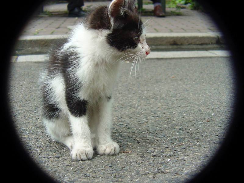 Neko (Kitten in Japanese) {!-- 새끼고양이 -->; DISPLAY FULL IMAGE.