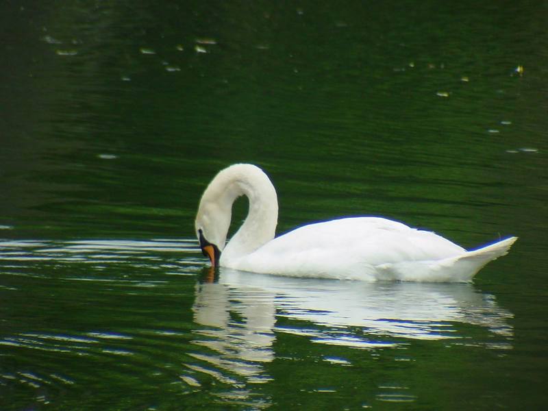 [Birds of Tokyo] Mute Swan {!--혹고니 / 백조-->; DISPLAY FULL IMAGE.