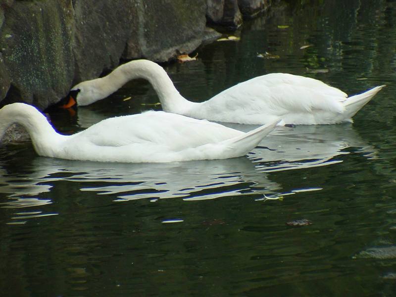 [Birds of Tokyo] Mute Swans {!--혹고니 / 백조-->; DISPLAY FULL IMAGE.