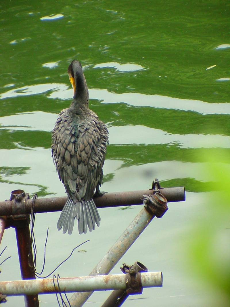 [Birds of Tokyo] Great Cormorant {!--민물가마우지/일본-->; DISPLAY FULL IMAGE.