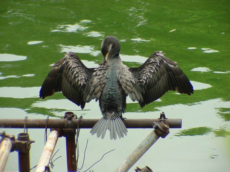 [Birds of Tokyo] Great Cormorant {!--민물가마우지/일본-->; DISPLAY FULL IMAGE.
